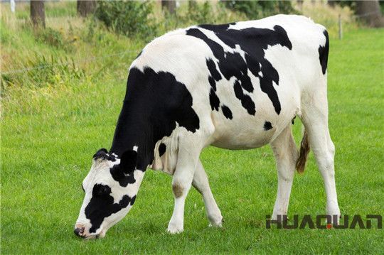 奶牛吃的是草，出來的是奶；而它吃的是油，出來的卻是電！華全