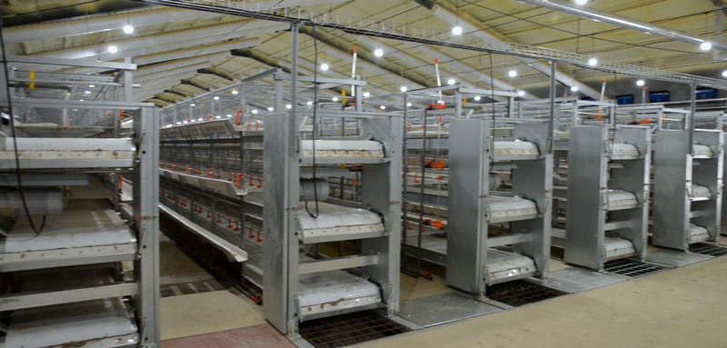 華全官網丨保供電，守安全！華全1000千瓦發電機組助力養殖企業高質量發展